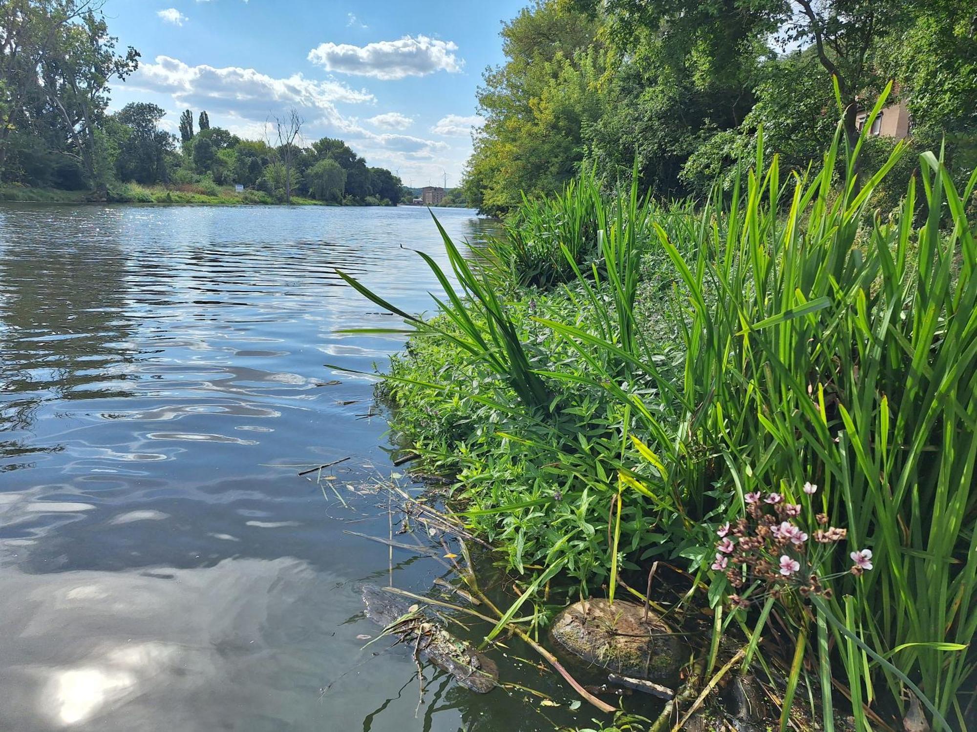 Ferienhaus Saaleblick Wettin Bagian luar foto